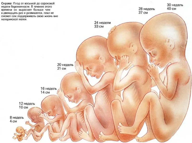 Как выглядит живот на 7 месяце беременности. Седьмой месяц беременности: развитие ребенка. Почему возникает токсикоз