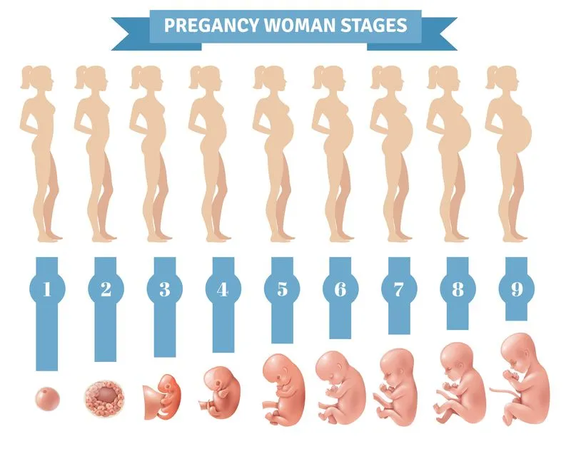 Какой вес ребенка в 7 месяцев беременности. Седьмой месяц беременности, развитие плода и ощущения матери. Чтобы не было болей